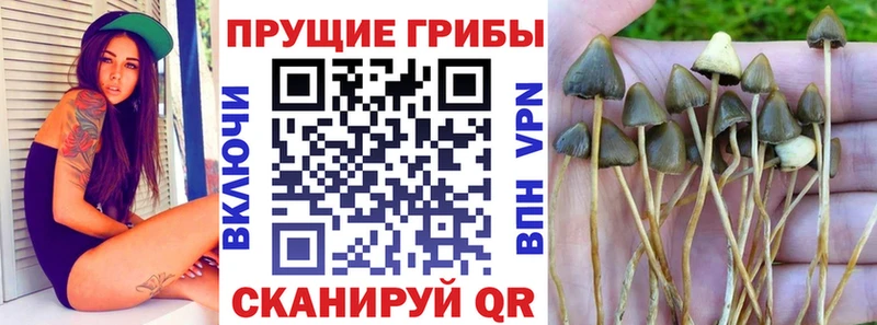 сайты даркнета формула  Кандалакша  Галлюциногенные грибы Cubensis 